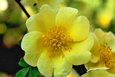Rosa xanthina 'Canary Bird' - růže zlatožlutá - detail květu